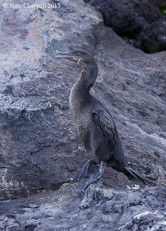 Flightless Cormorant - Isabela, Galapagos