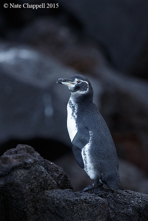 Galapagos Penguin - Isabela, Galapagos
