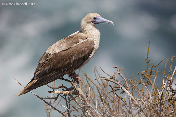 Red-footed Booby  - San Cristobal, Galapagos