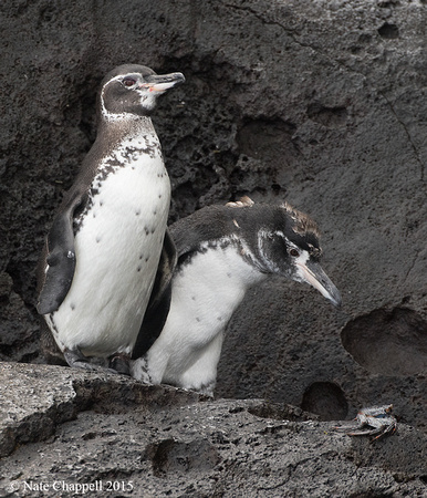 Galapagos Penguins - Isabela, Galapagos