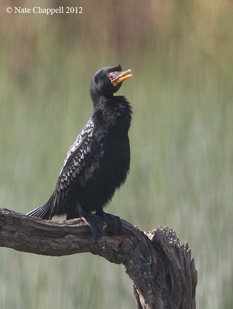 Reed Cormorant - Cape Town, South Africa