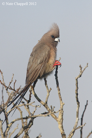 White-backed Mousebird - West Coast National Park, South Africa