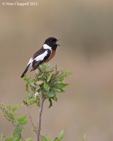 African Stonechat - Addo Elephant NP, South Africa