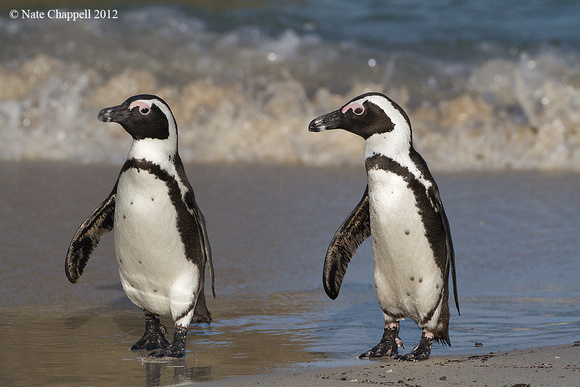 African Penguins - Simonstown, South Africa