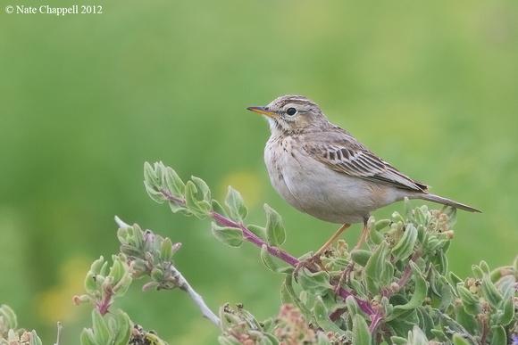 African Pipit - West Coast National Park, South Africa