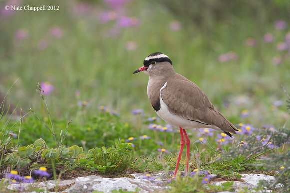 Crowned Plover - West Coast National Park, South Africa