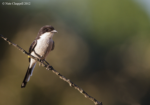 Southern Fiscal Shrike - Natal, South Africa