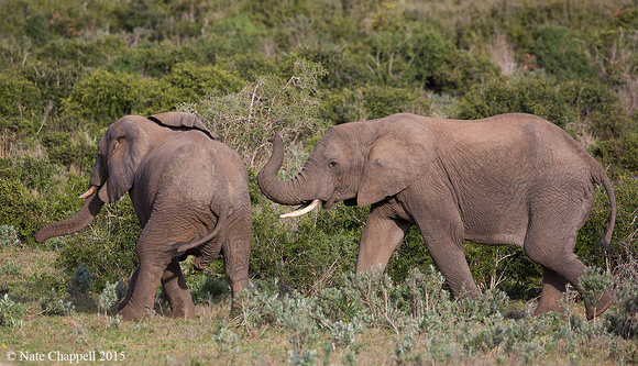 African Elephants - Addo Elephant National Park, South Africa