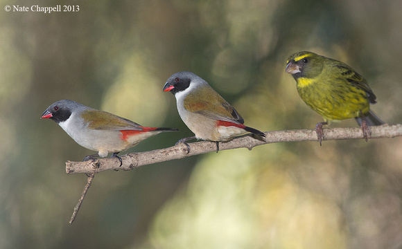 Swee Waxbills and Forest Canary - Wilderness, South Africa