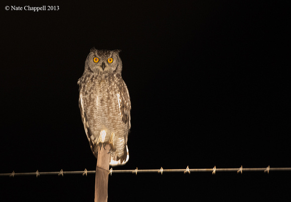 Spotted Eagle Owl - Overburg, Western Cape , South Africa