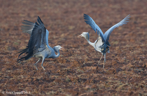 Blue Cranes - Overburg, Western Cape, South Africa