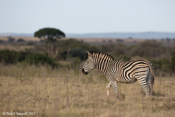 Burchell's Zebras - Addo Elephant National Park, South Africa