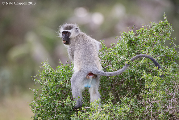 Vervet Monkey - Addo Elephant National Park, South Africa