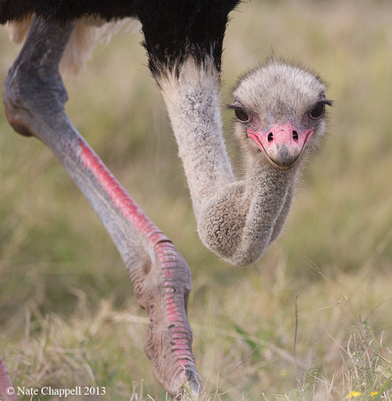 Ostrich - Addo Elephant National Park, South Africa