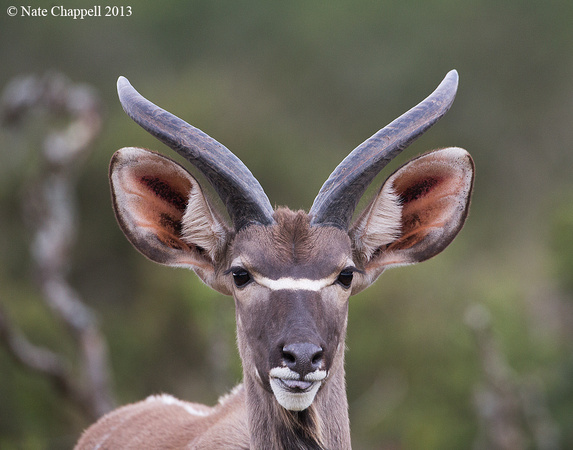 Kudu - Addo Elephant National Park, South Africa