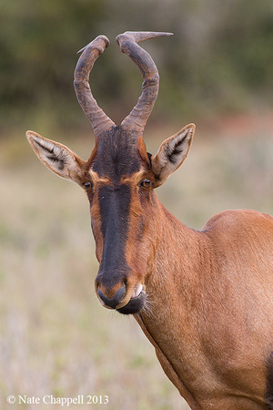 Red Hartebeest - Addo Elephant National Park, South Africa