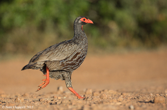 Red-necked Francolin - Addo Elephant National Park, South Africa