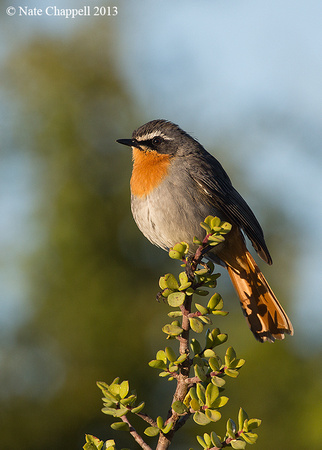 Cape Robin Chat - Addo Elephant National Park, South Africa