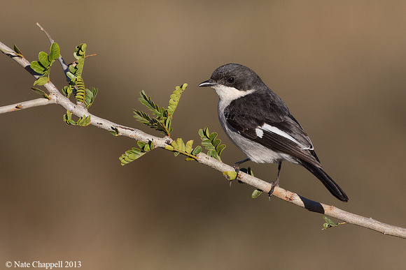 Fiscal Flycatcher - Addo Elephant National Park, South Africa