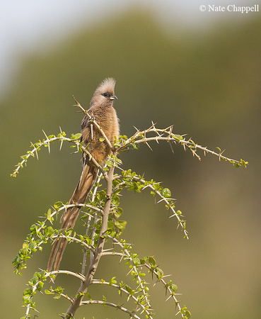 Speckled Mousebird - Addo Elephant National Park, South Africa