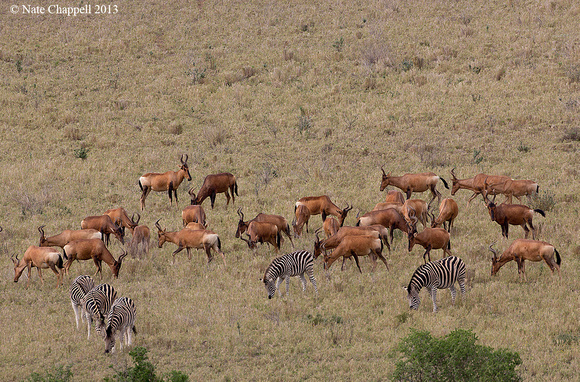 Hartebeest and Zebras - Addo Elephant NP,  South Afric
