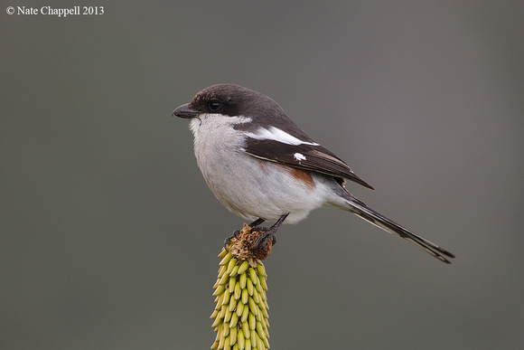 Southern Fiscal Shrike - Storms River Mouth NP, South Africa