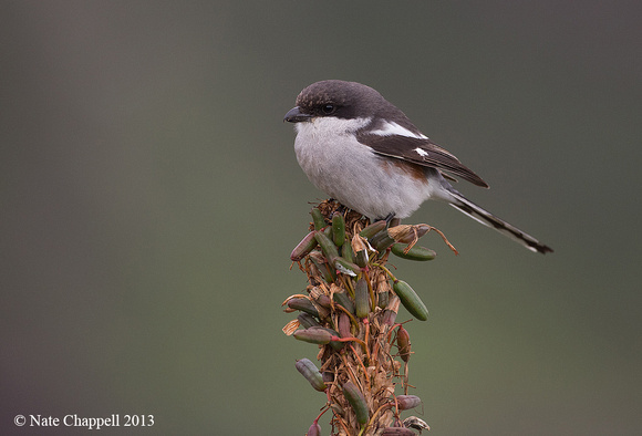 Fiscal Shrike - Storms River Mouth, South Africa