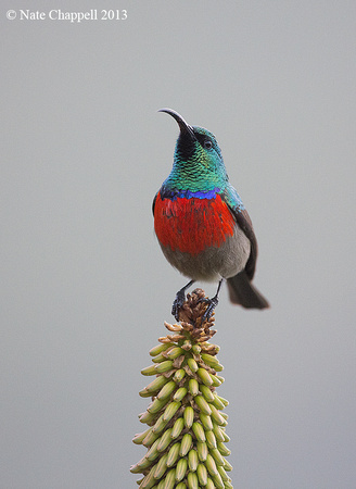Greater Double-collared Sunbird - Storms River NP, South Africa