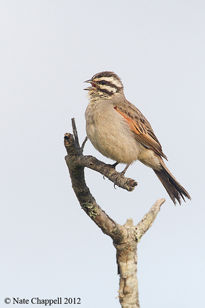 Cape Bunting - West Coast National Park, South Africa