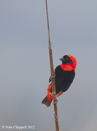 Red Bishop - Cape Town, South Africa