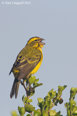 Yellow Canary - West Coast National Park, South Africa