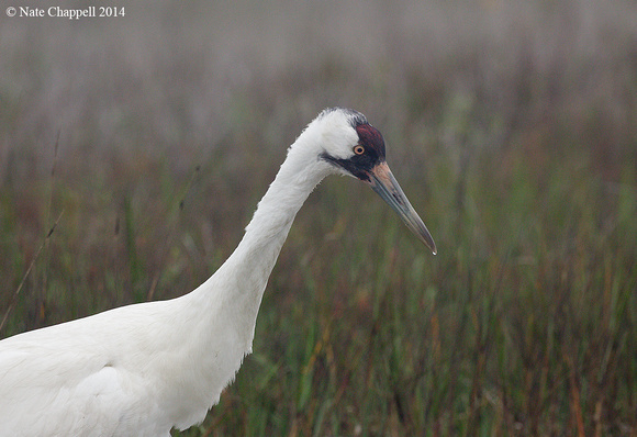 Whooping Crane - off Rockport, TX
