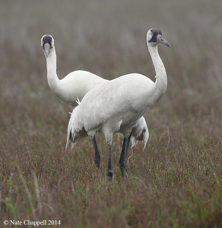 Whooping Cranes - off Rockport, TX