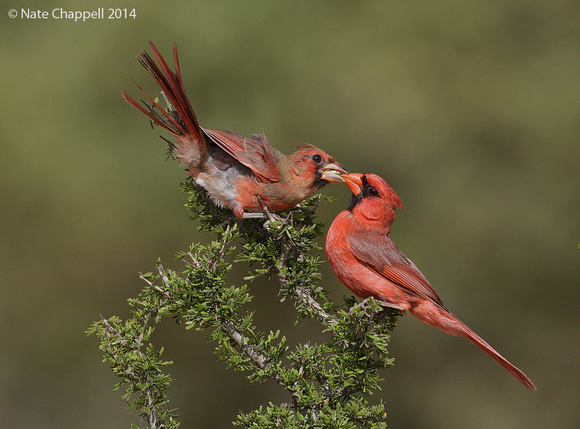 Nothern Cardinal feeding young - Santa Clara Ranch TX
