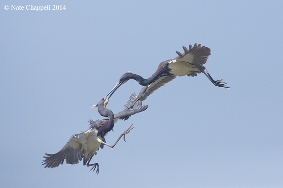 Tricolored Herons - Rockport, TX