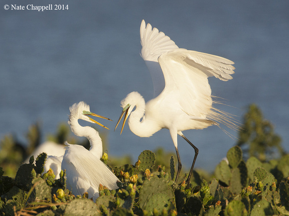 Great Egrets Courting - off Rockport, TX