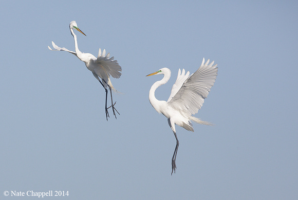 Great Egrets - off Rockport, TX