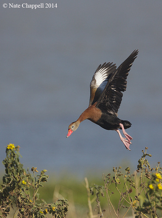 Black-bellied Whistling Duck -  off Rockport, TX