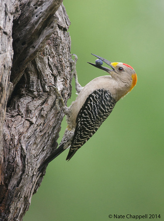 Golden-fronted Woodpecker at nest cavity - Santa Clara Ranch, TX