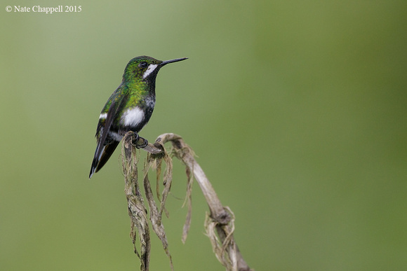 Green Thorntail, female - Los Bancos, Ecuador