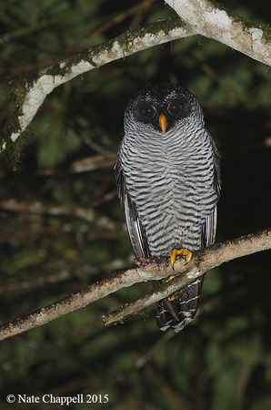 Black and White Owl - Sachatamia