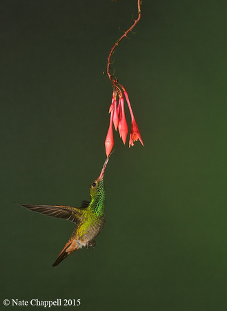 Rufous-tailed Hummingbird - Sachatamia