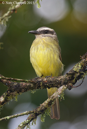 Golden-crowned Flycatcher - Mindo, Ecuador