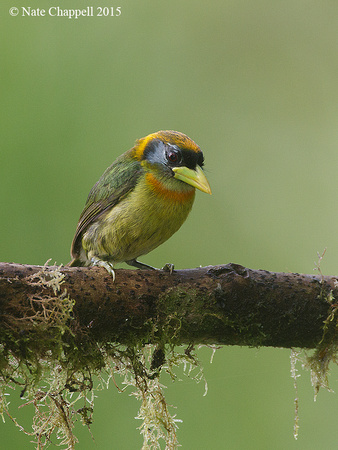 Red-headed Barbet, female - Mindo, Ecuador