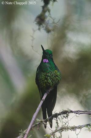 Empress Brilliant - Paz de las Aves, Ecuador