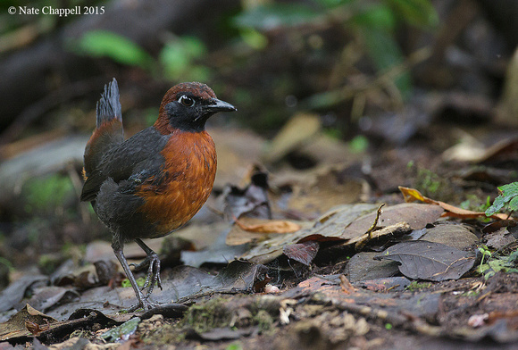 Rufous-breasted Antpitta - Paz de las Aves, Ecuador