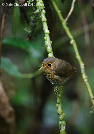 Ochre-breasted Antpitta - Paz de las Aves, Ecuador