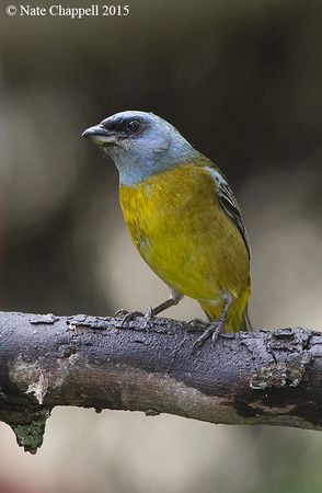 Blue-and-Yellow Tanager - Quito, Ecuador