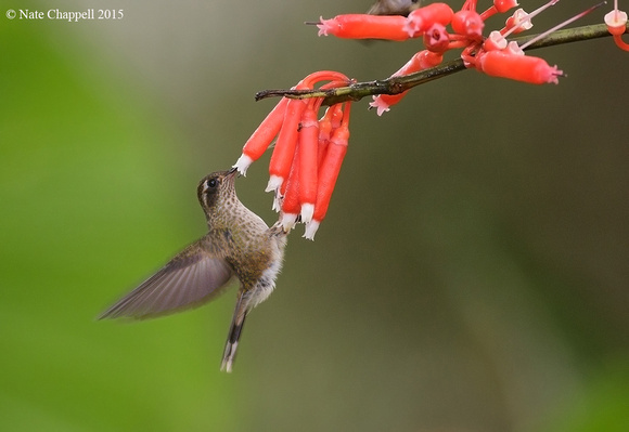 Speckled Hummingbird - Bellavista
