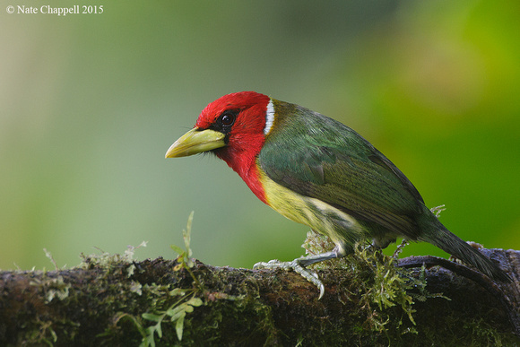Red-headed Barbet, male - Mindo, Ecuador